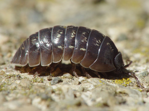 Armadillidium vulgare 001.webp