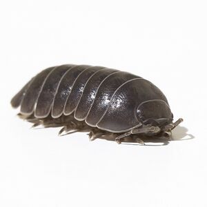 Pillbug.jpg